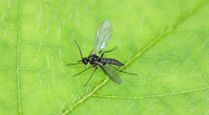 Moscerino dei funghi dalle ali scure, Sciaridae su una foglia verde, questi insetti si trovano spesso all'interno delle case