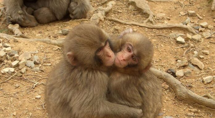 Due scimmie che si abbracciano 