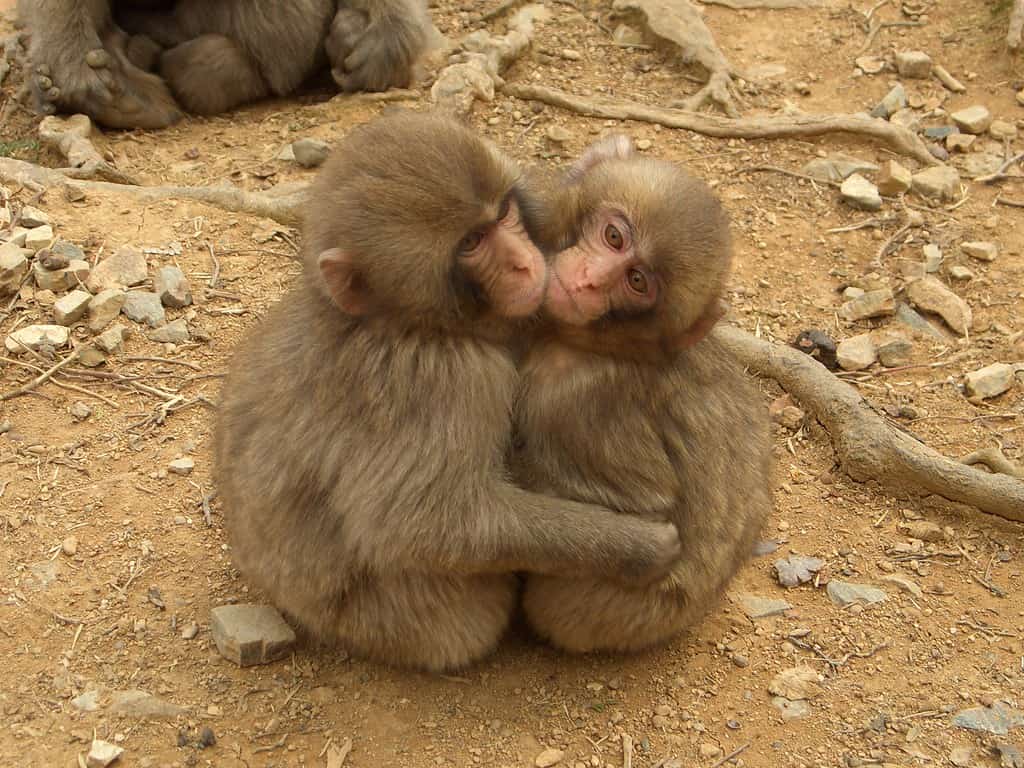 Due scimmie che si abbracciano 