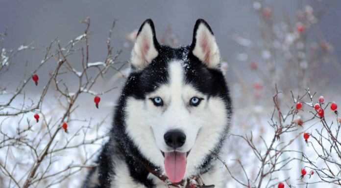 Perché i Siberian Husky hanno gli occhi azzurri