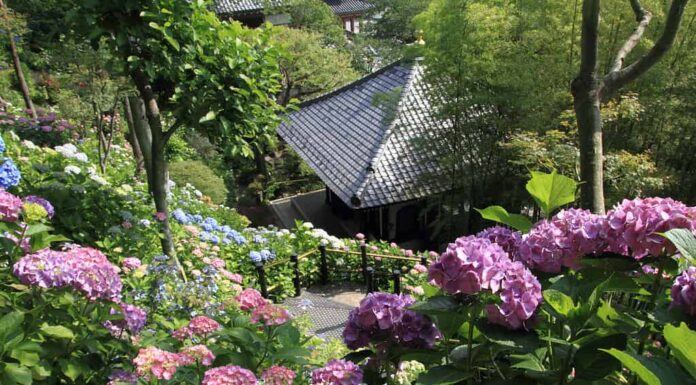 ortensia nel tempio Hase, Kamakura