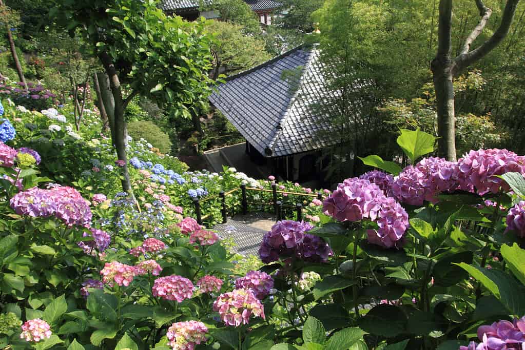 ortensia nel tempio Hase, Kamakura