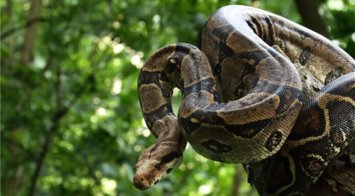 Cosa mangiano i Boa Constrictor - Boa sull'albero