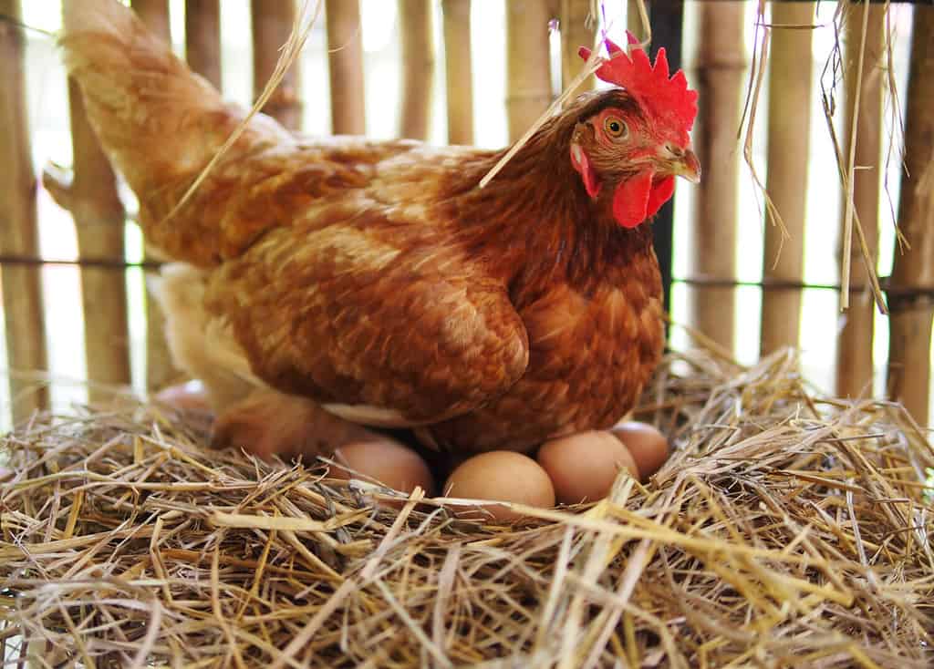 La gallina sta covando l'uovo nel pollaio/covando l'uovo