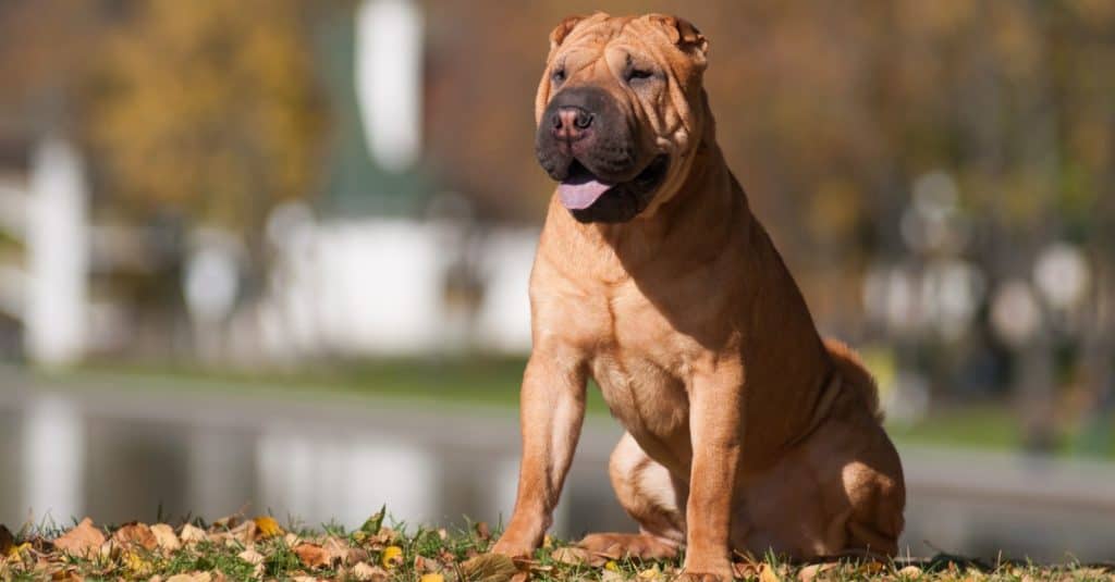 Shar-Pei cinese seduto sull'erba nel giardino.