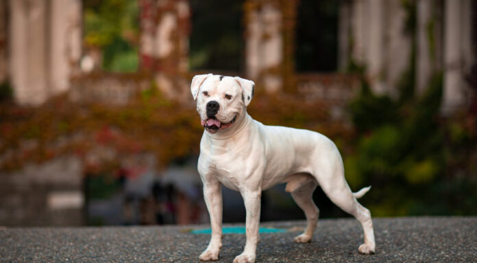 Bulldog americano del cane bianco su uno sfondo di parco autunnale