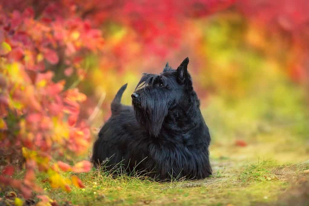 Ritratto di Scottish Terrier nel paesaggio autunnale