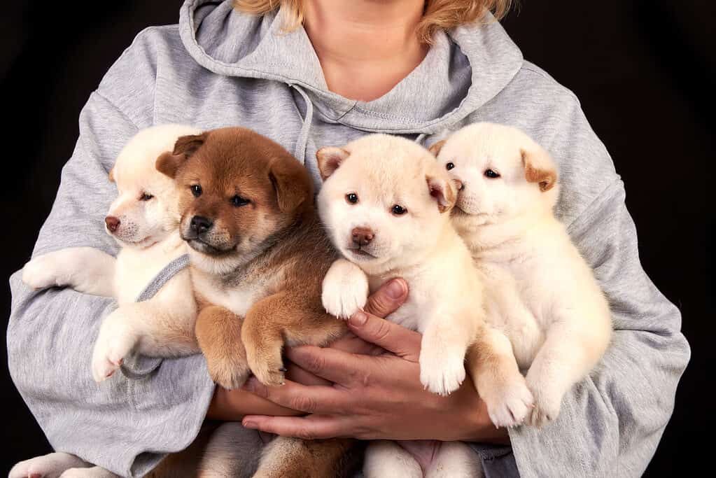 Cuccioli di Shiba Inu