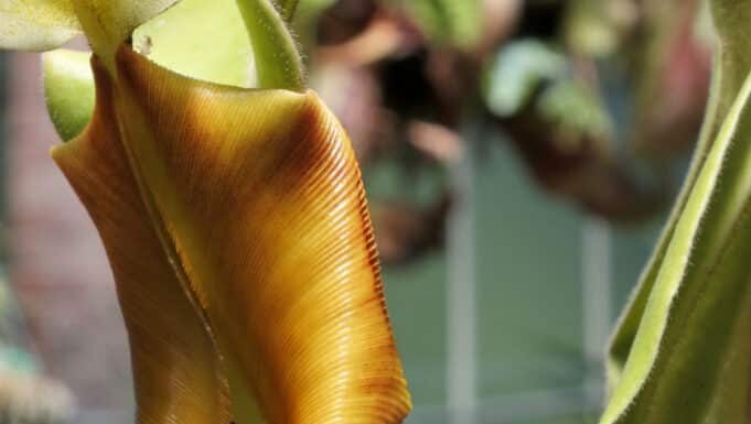 Nepenthes Rajah Pitcher pianta carnivora acchiappamosche