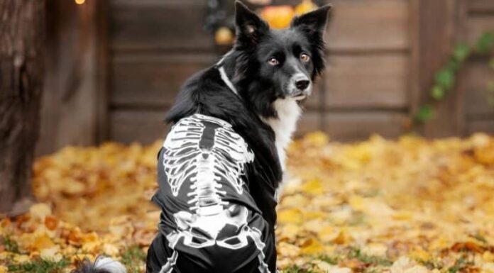 I migliori costumi per cani scheletro