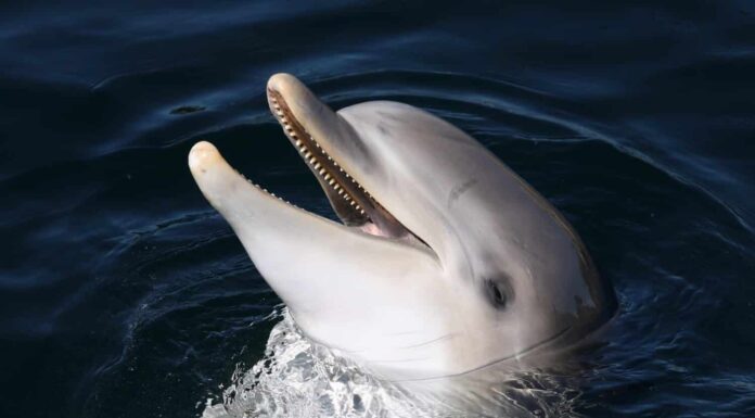 Un delfino tursiope comune che è giocoso