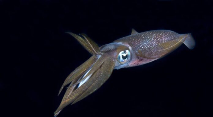 Bigfin Reef Squid in un'immersione notturna