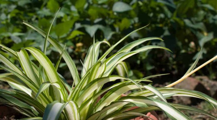 Bonnie Spider Plant (Chlorophytum Comosum 'Bonnie') Bellissima pianta ragno conosciuta anche come edera ragno o pianta a nastro in vaso di fiori alla luce del sole del giorno