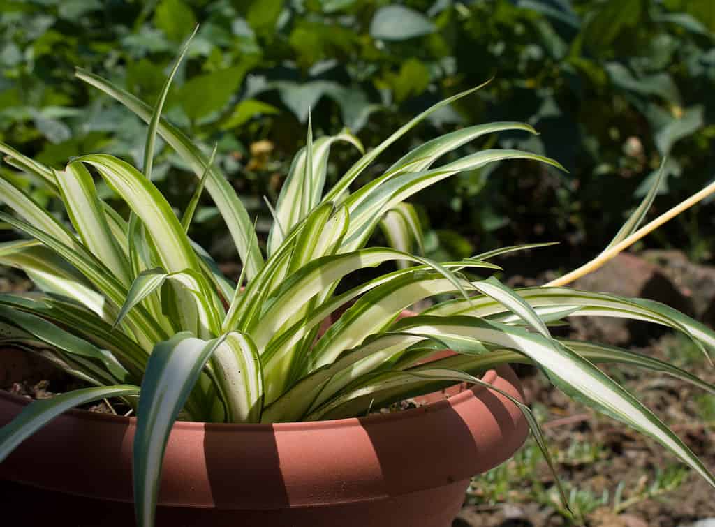 Bonnie Spider Plant (Chlorophytum Comosum 'Bonnie') Bellissima pianta ragno conosciuta anche come edera ragno o pianta a nastro in vaso di fiori alla luce del sole del giorno