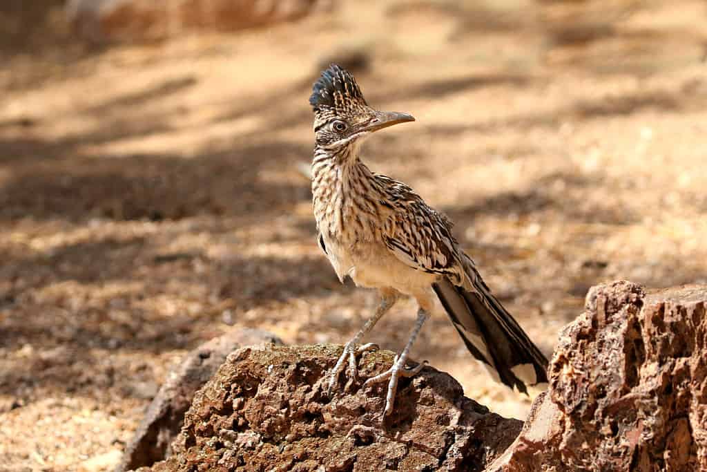 Maggiore Roadrunner sulle rocce alla ricerca del pasto successivo