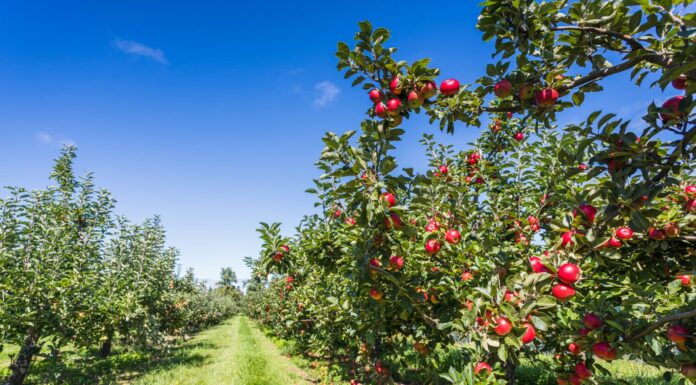 Due file di meli pieni di frutti visti sotto un cielo blu a Norfolk quasi pronti per la raccolta.