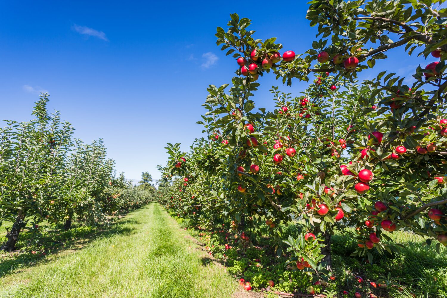 Due file di meli pieni di frutti visti sotto un cielo blu a Norfolk quasi pronti per la raccolta.