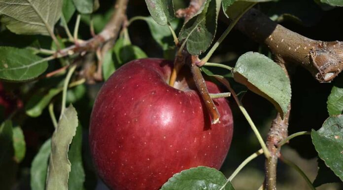 Raccolta delle mele in Virginia: i 21 migliori frutteti e fattorie
