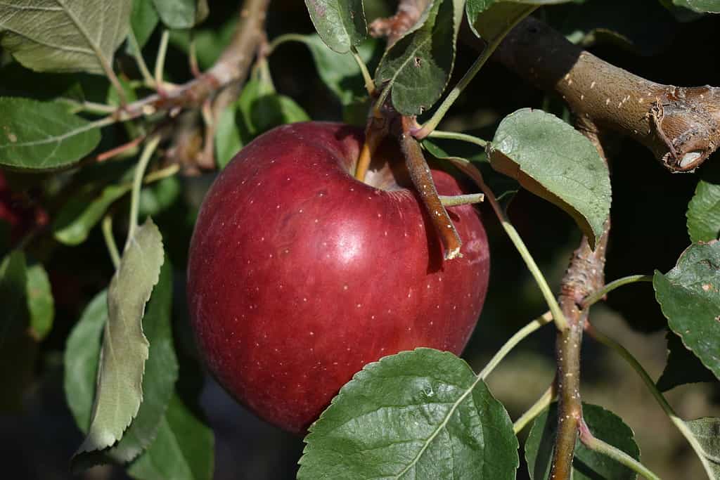 Una mela "WA 38" rossa e matura