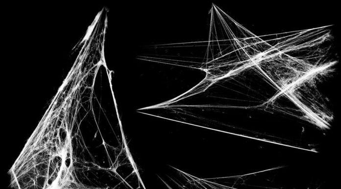 Sovrapponi l'effetto ragnatela.  Una raccolta di ragnatele isolate su uno sfondo nero.  Elementi della ragnatela come decorazione del design.  Oggetti di scena di Halloween