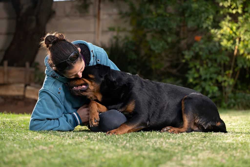 Lo splendido Rottweiler è un vero orsacchiotto in cerca di coccole con la mamma, essendo molto affettuoso e amorevole.  Mostrando il legame speciale che può esistere tra un animale domestico e la matriarca della casa