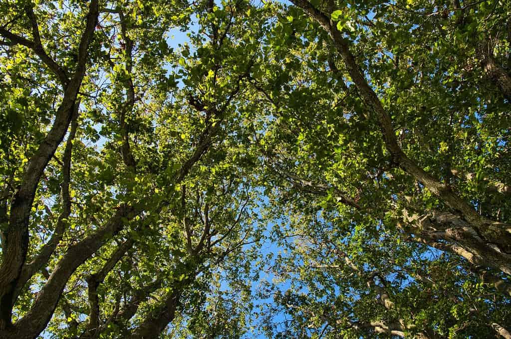 Un'inquadratura dal basso di alberi di ontano bianco (Alnus rhombifolia) con sfondo azzurro