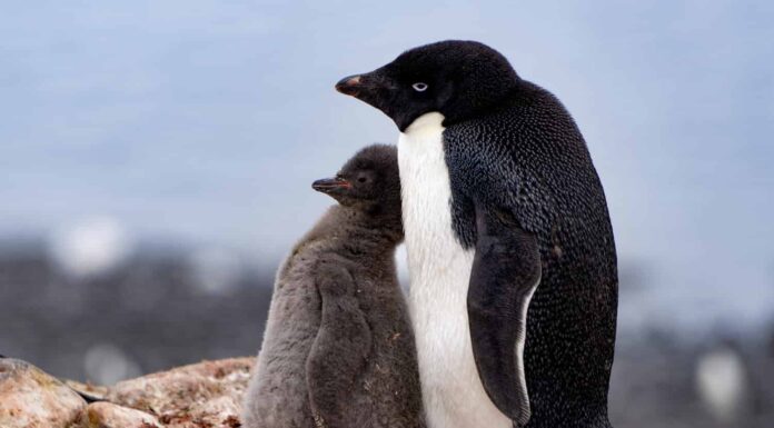 Pinguino di Adelia con pulcino soffice in piedi uno vicino all'altro in Antartide.