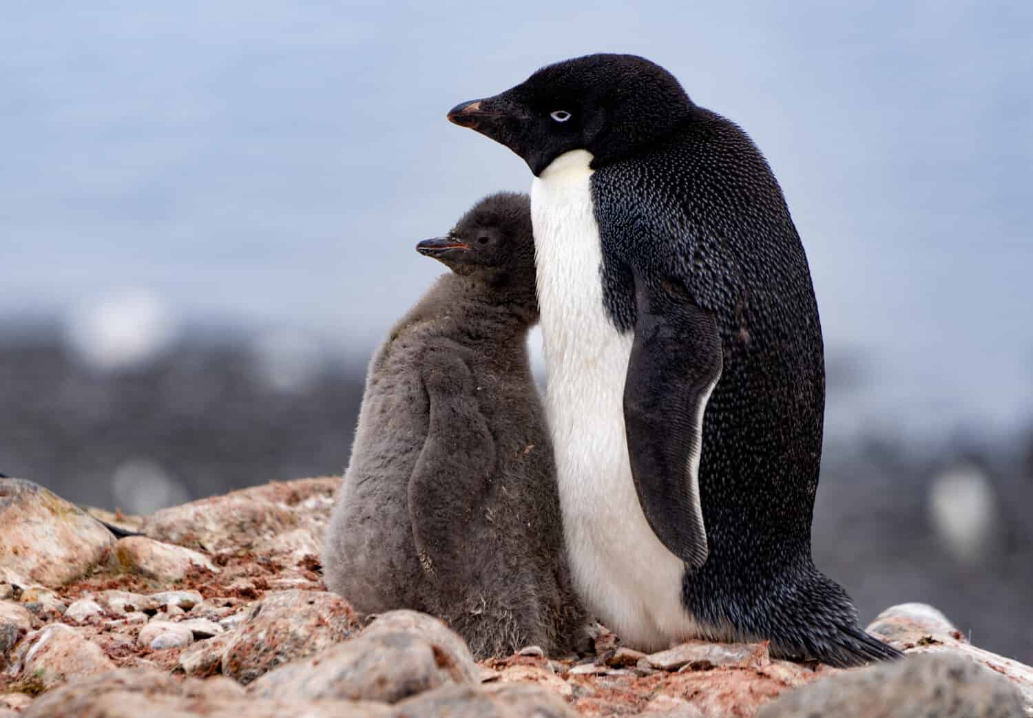 Pinguino di Adelia con pulcino soffice in piedi uno vicino all'altro in Antartide.
