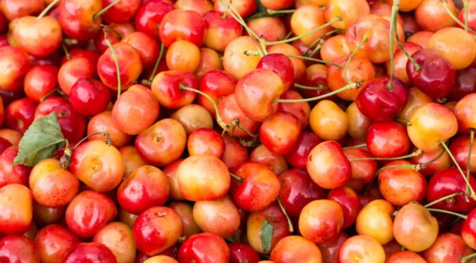 Ciliegie Queen Anne appena raccolte in mostra al mercato degli agricoltori