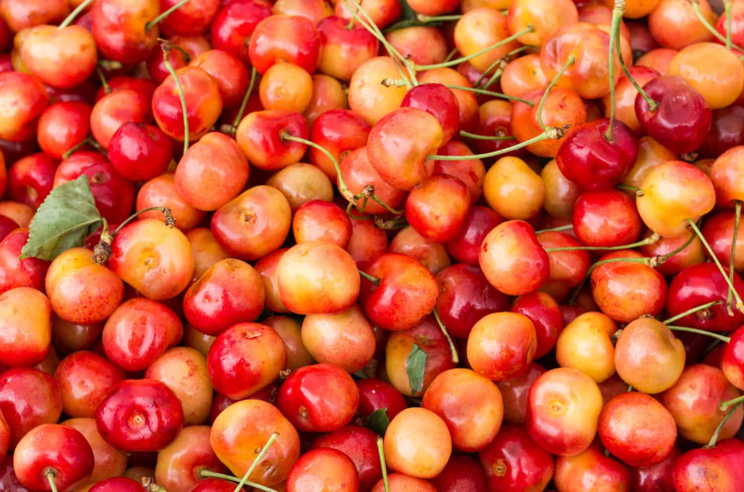 Ciliegie Queen Anne appena raccolte in mostra al mercato degli agricoltori