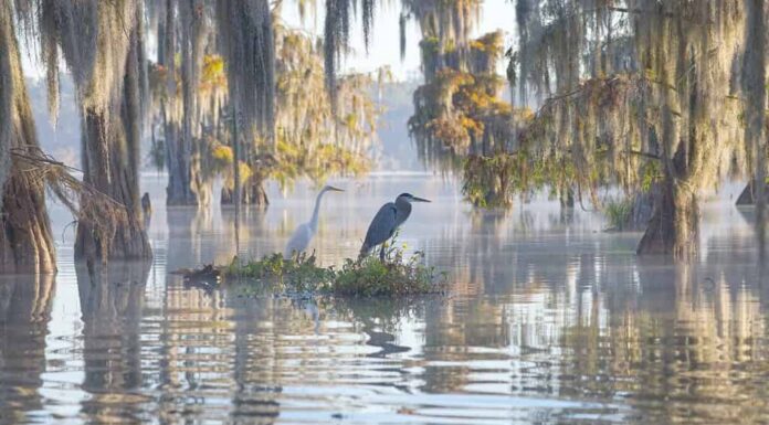 Gli aironi seduti sotto i cipressi calvi mascherano il fatto che alcune località remote della Louisiana sono pericolose.