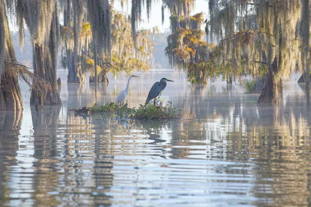 Gli aironi seduti sotto i cipressi calvi mascherano il fatto che alcune località remote della Louisiana sono pericolose.