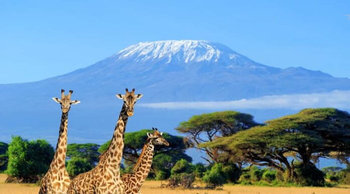 Tre giraffe sullo sfondo del monte Kilimanjaro nel Parco nazionale del Kenya, Africa