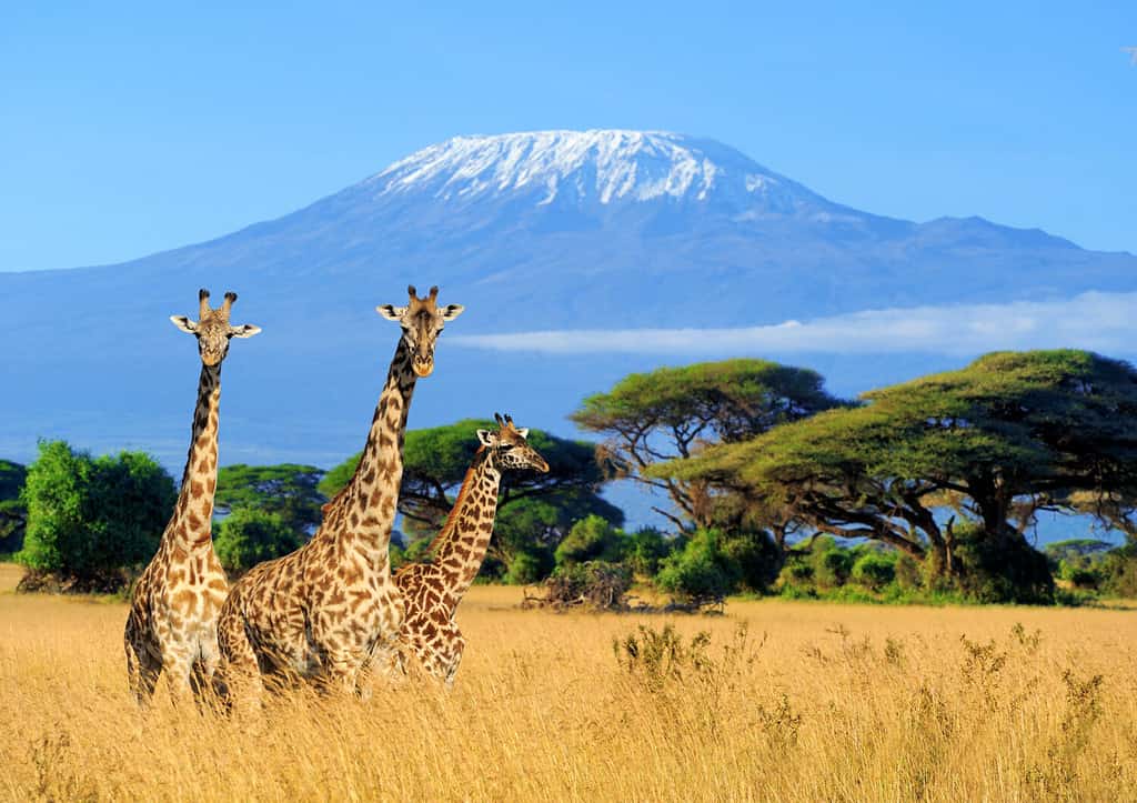 Tre giraffe sullo sfondo del monte Kilimanjaro nel Parco nazionale del Kenya, Africa