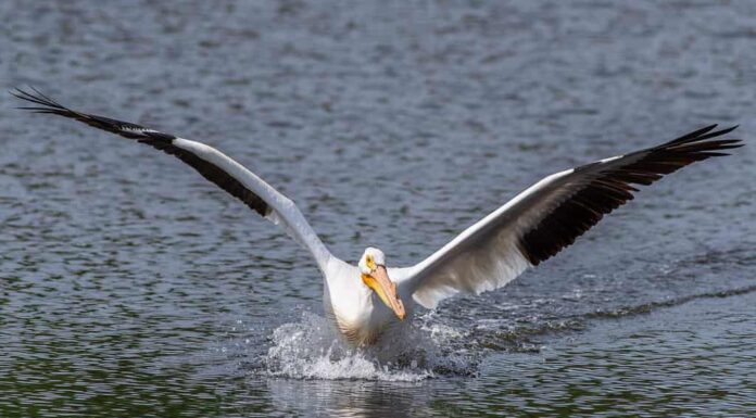Pellicano bianco americano, con le ali spiegate, che si avvicina per atterrare su un piccolo lago o stagno.  Le ali bianche e nere e il becco arancione si riflettono sull'acqua.