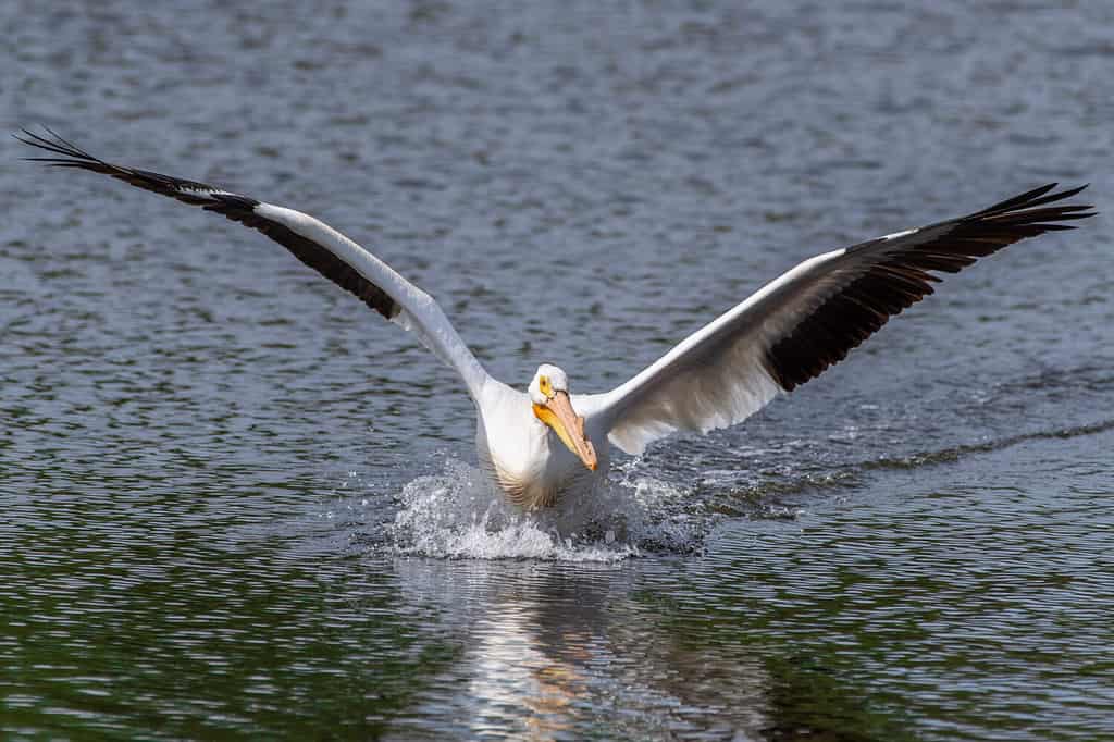 Pellicano bianco americano, con le ali spiegate, che si avvicina per atterrare su un piccolo lago o stagno.  Le ali bianche e nere e il becco arancione si riflettono sull'acqua.