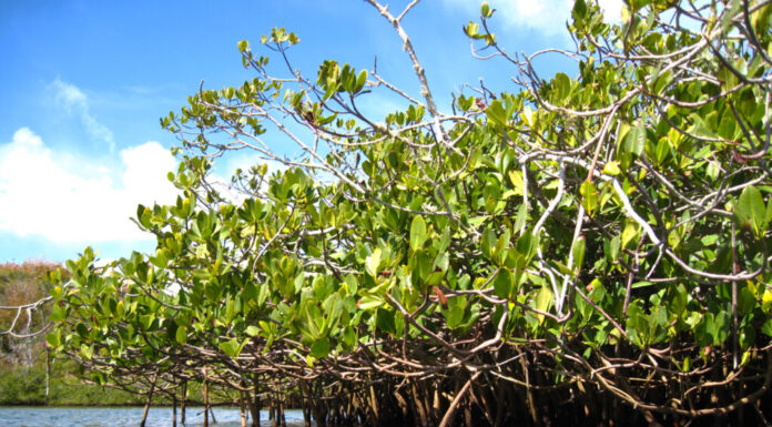 Alberi di mangrovie rosse che crescono fuori dall'acqua alle Bermuda