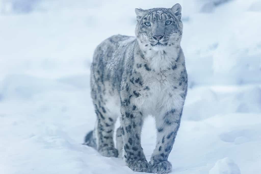 Visualizza Leopardo delle nevi.