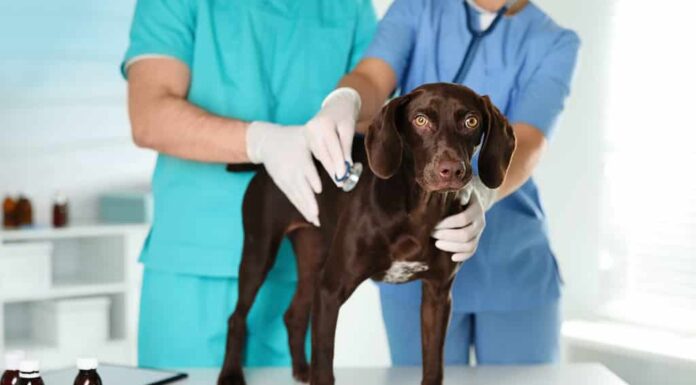 Veterinari professionisti che esaminano il cane in clinica, primo piano