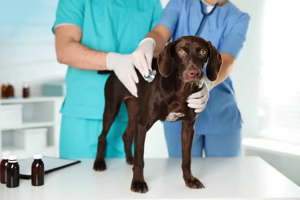 Veterinari professionisti che esaminano il cane in clinica, primo piano