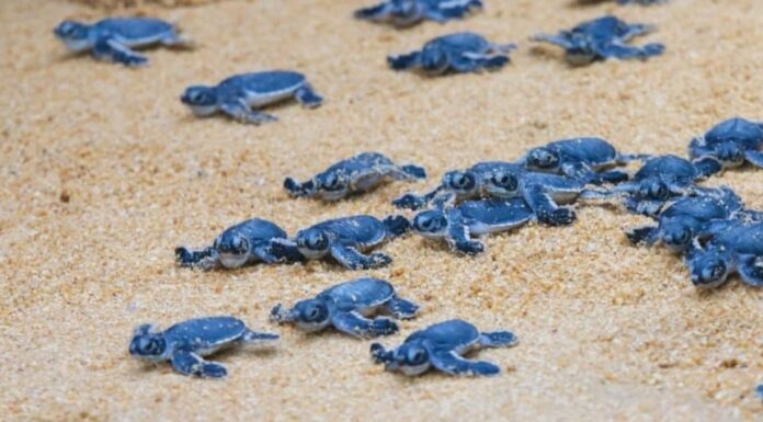 Piccoli di tartarughe marine sulla sabbia