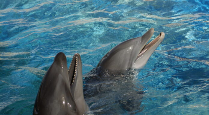 Delfino e delfino dal naso a bottiglia