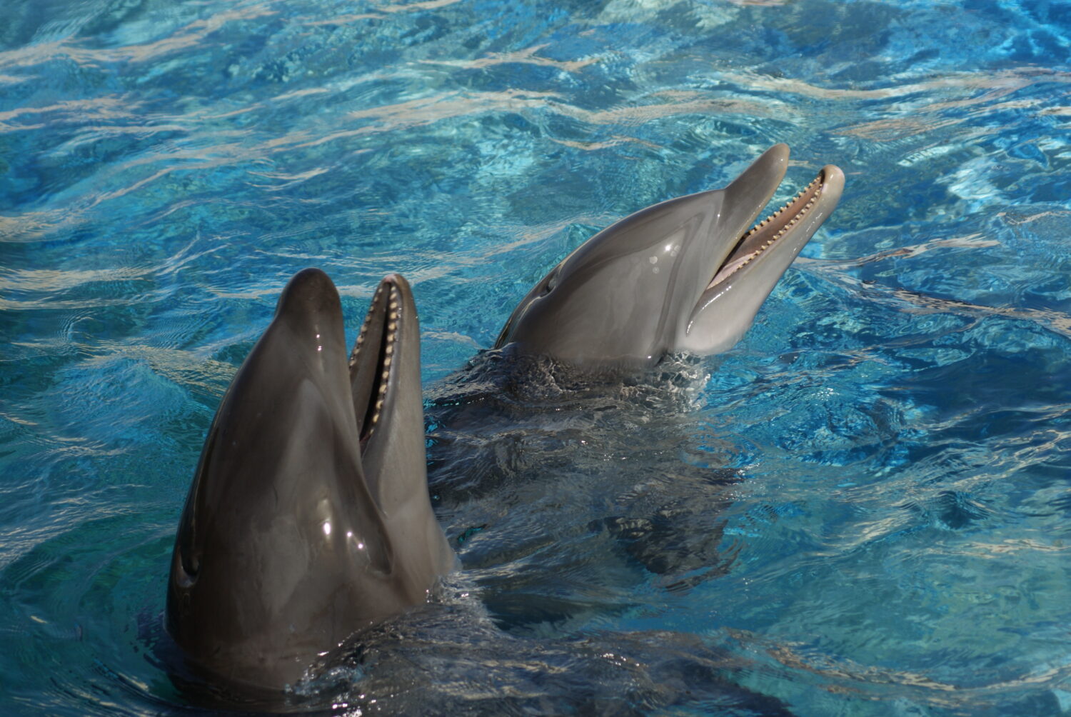 Delfino e delfino dal naso a bottiglia
