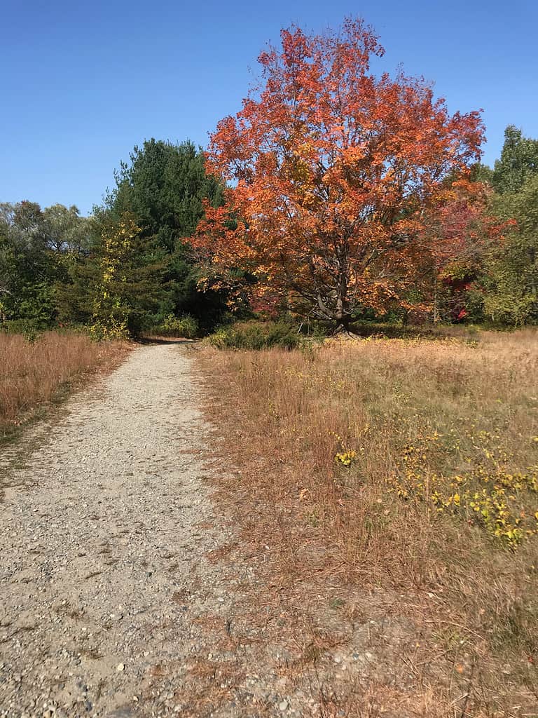 Bellissimo ritratto panoramico autunnale del fogliame del New England con foglie rosse, gialle e arancioni nell'area protetta di Bowers Springs a Bolton, Massachusetts per smartphone