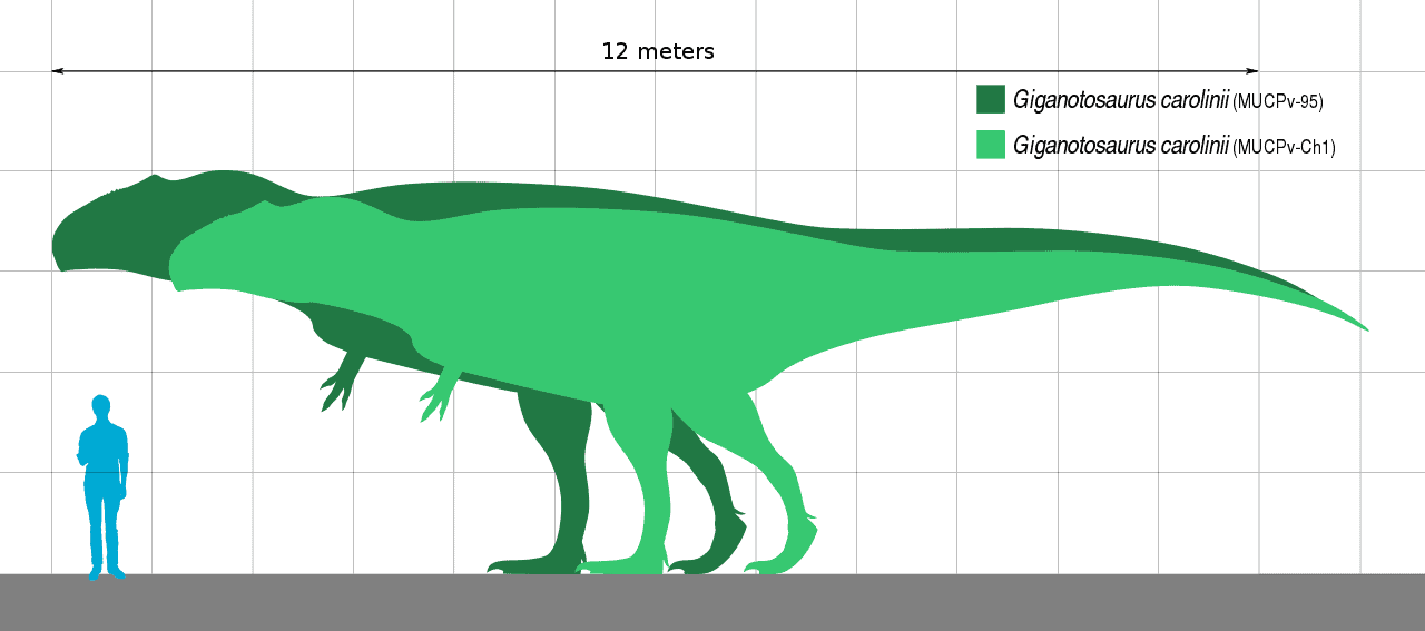 Esemplari di Giganotosaurus