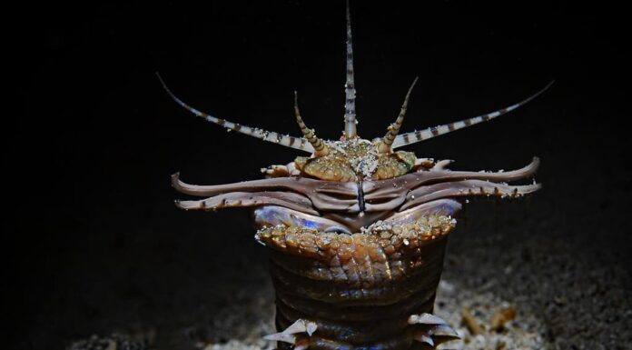 Verme Bobbit di notte (Eunice aphroditois)