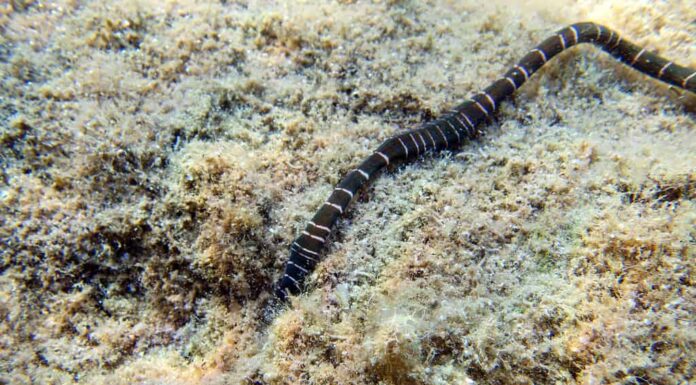 Scopri il verme del nastro: le creature scivolose specie del mare
