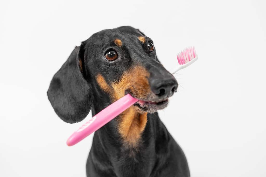 Ritratto di simpatico cane bassotto che tiene uno spazzolino rosa in bocca, vista frontale, spazio per la copia.  L'animale domestico ricorda i vantaggi derivanti dall'osservanza delle norme di igiene personale.  Il cucciolo si laverà i denti