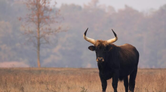 Diamine bestiame (Bos primigenius f. taurus), toro in un pascolo in tarda serata, tentativo di riprodurre l'estinto uro (Bos primigenius), Parco Nazionale di Hortobágy, Ungheria