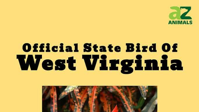 Scopri l'uccello ufficiale dello stato del West Virginia

